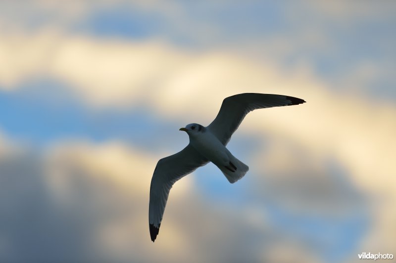 Drieteenmeeuw in vlucht