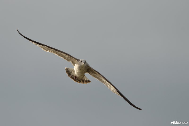 Juveniele Grote mantelmeeuw