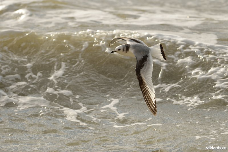 Juveniele Drieteenmeeuw in vlucht