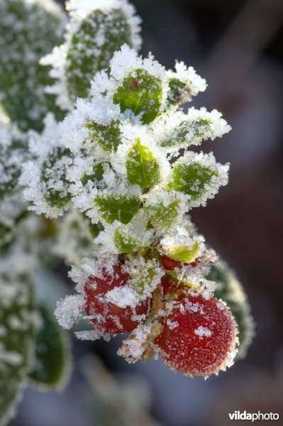 Berijpte rode bosbes