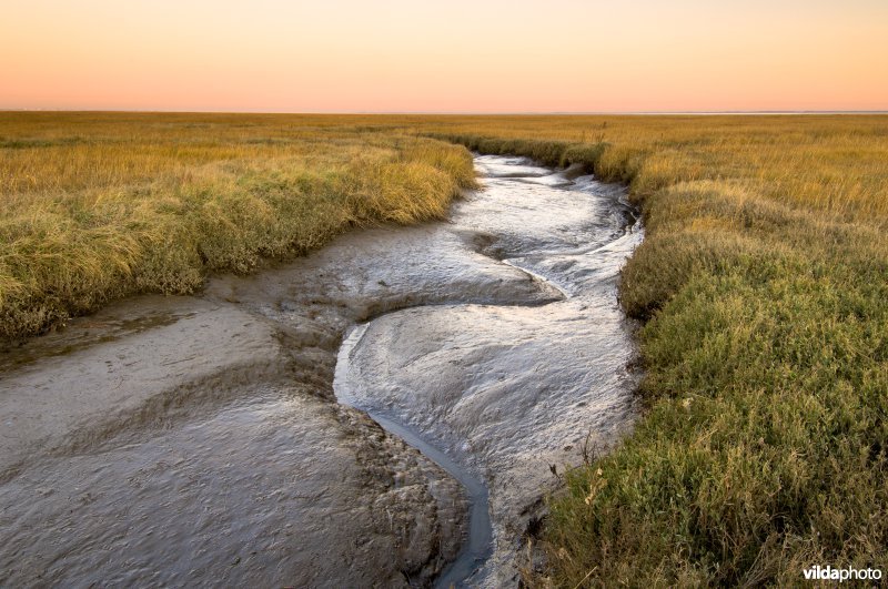 Een slenk in het schor van het Verdronken land van Zuid-beveland.