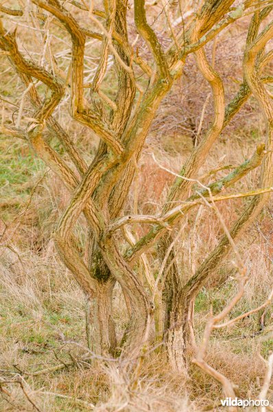 Oude vlierstruik in de duinen