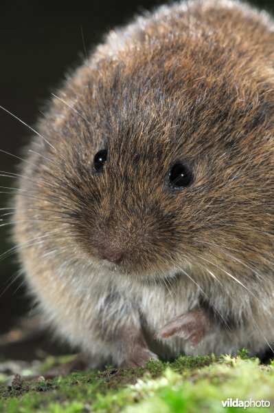 Aardmuis