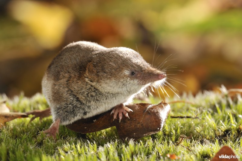 Bosspitsmuis