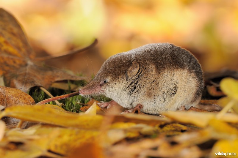 Bosspitsmuis
