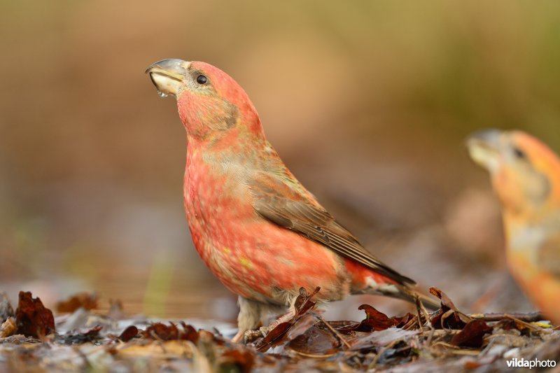 Mannetje Grote kruisbek