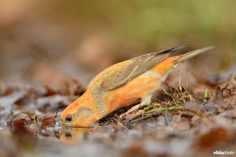 Drinkende Grote kruisbek