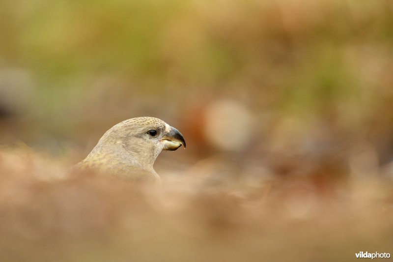 Vrouwtje Grote kruisbek