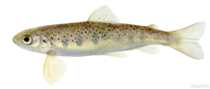 Jonge Atlantische zalm