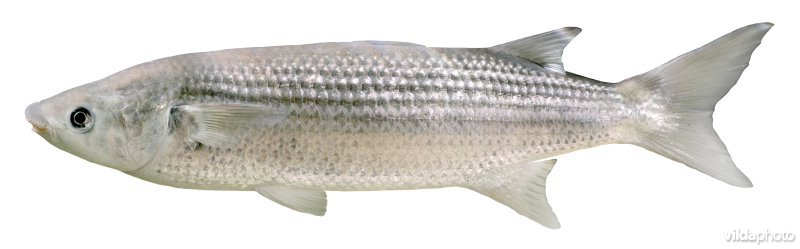 Diklipharder