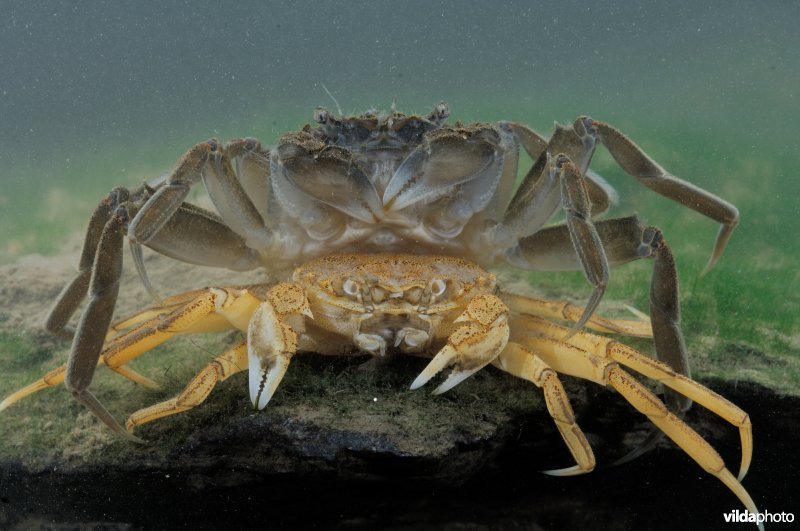 Net vervelde wolhandkrab met oude jas