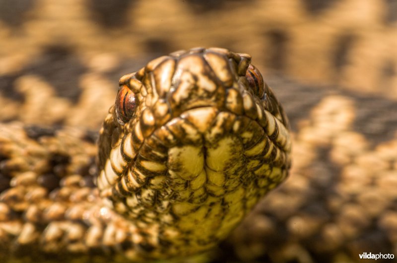 Adder