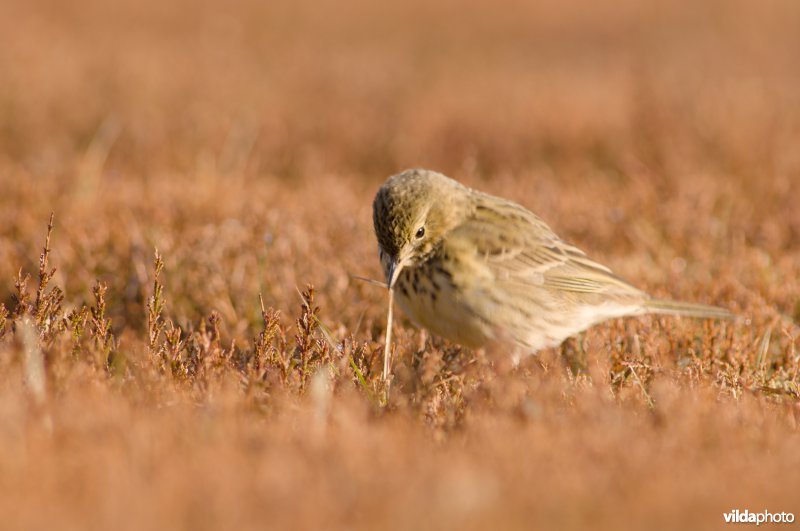 Boompieper verzamelt grassprietjes in heideveld