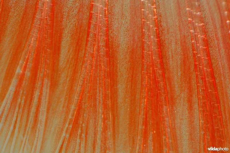 Staartvin van een blankvoorn