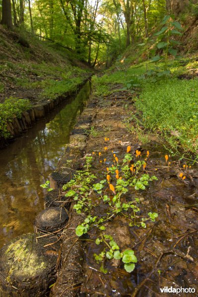 Beekmijtertjes in een sprengenbeek op de Veluwezoom