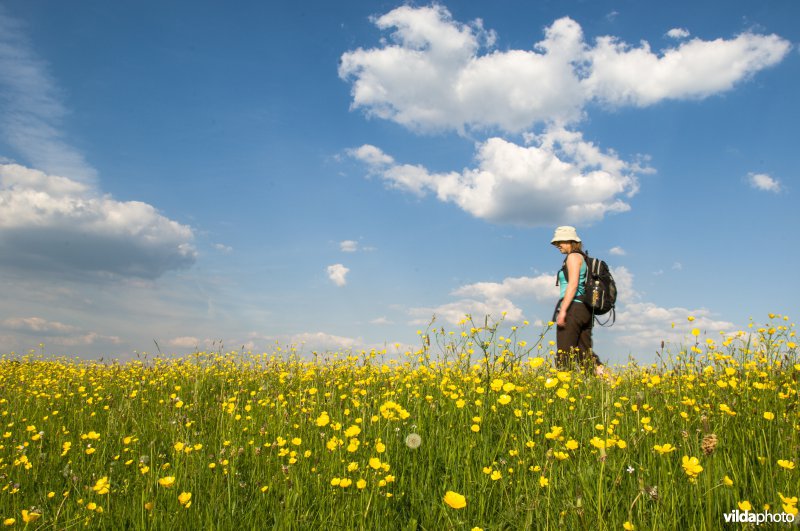 Wandelen tussen boterbloemen