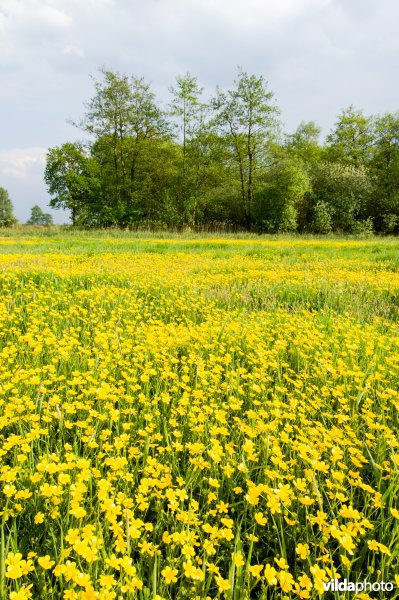 Kruipende boterbloem