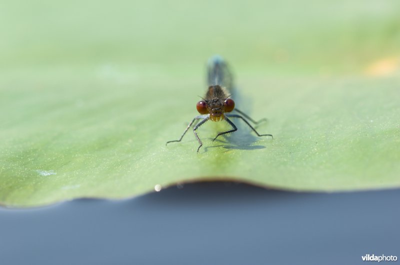 Grote roodoogjuffer op waterlelieblad