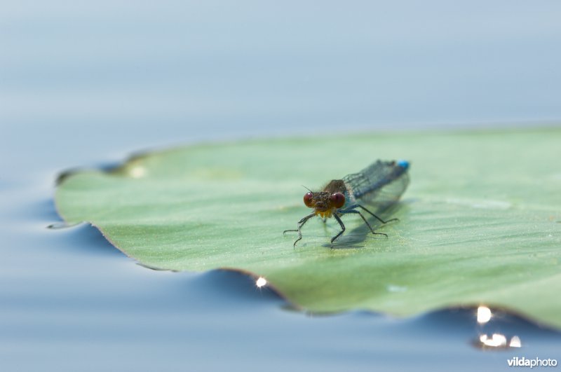 Grote roodoogjuffer op waterlelieblad