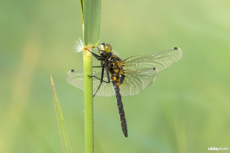 Gevlekte witsnuitlibel rust op rietstengel