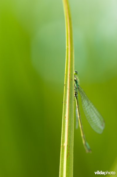 Lantaarntje verschuilt zich achter grasspriet