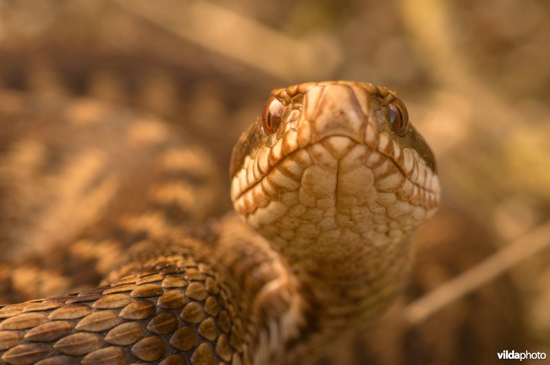 Portret van een adder