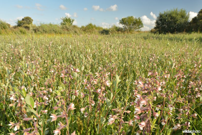 Natte duinpanne in de Westhoek