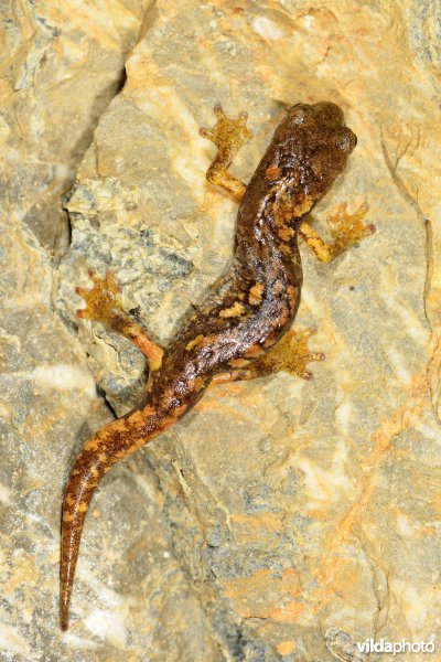 Ambrosi's grottensalamander