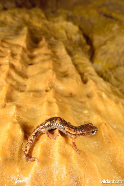 Ambrosi's grottensalamander