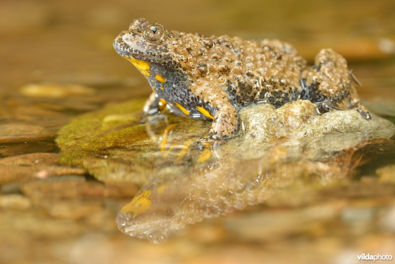 Italiaanse geelbuikvuurpad