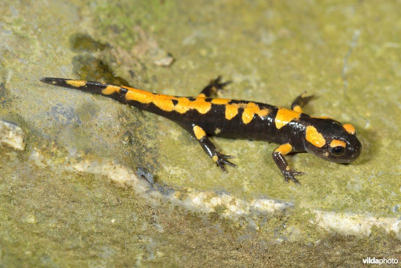 Vuursalamander uit Italië