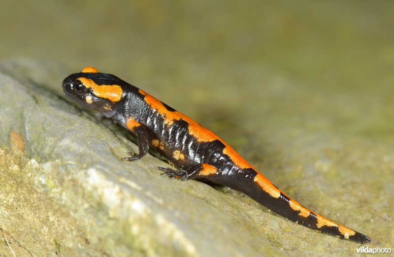 Vuursalamander uit Italië