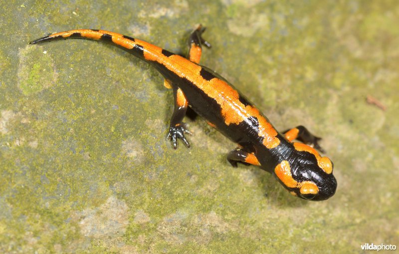 Vuursalamander uit Italië