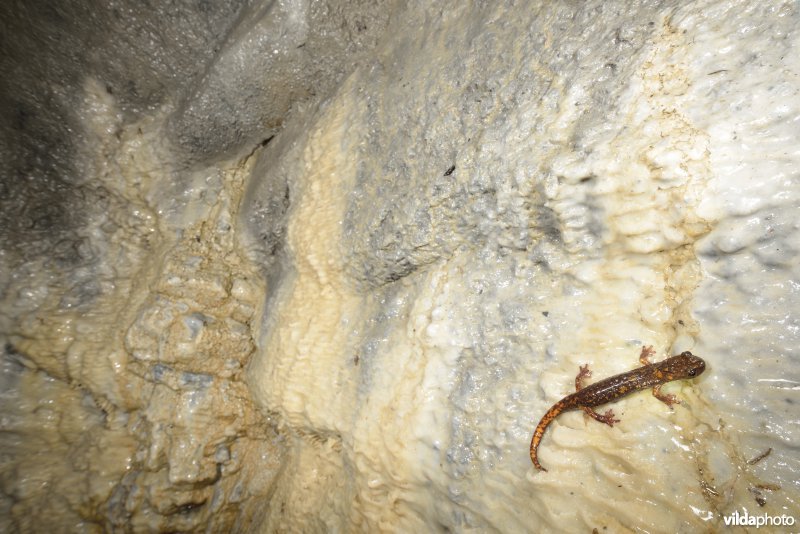 Ligurische grottensalamander