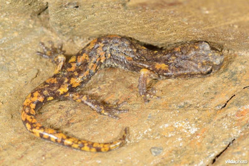 Ligurische grottensalamander