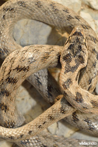 Girondische gladde slang