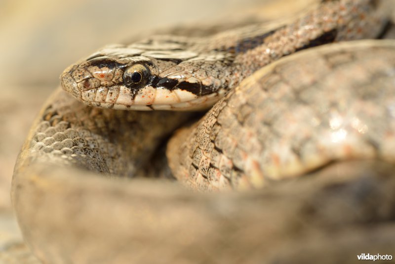 Girondische gladde slang