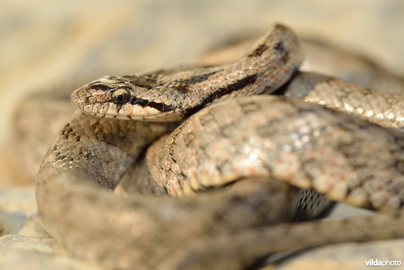 Girondische gladde slang