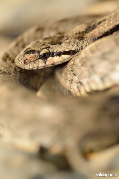 Girondische gladde slang