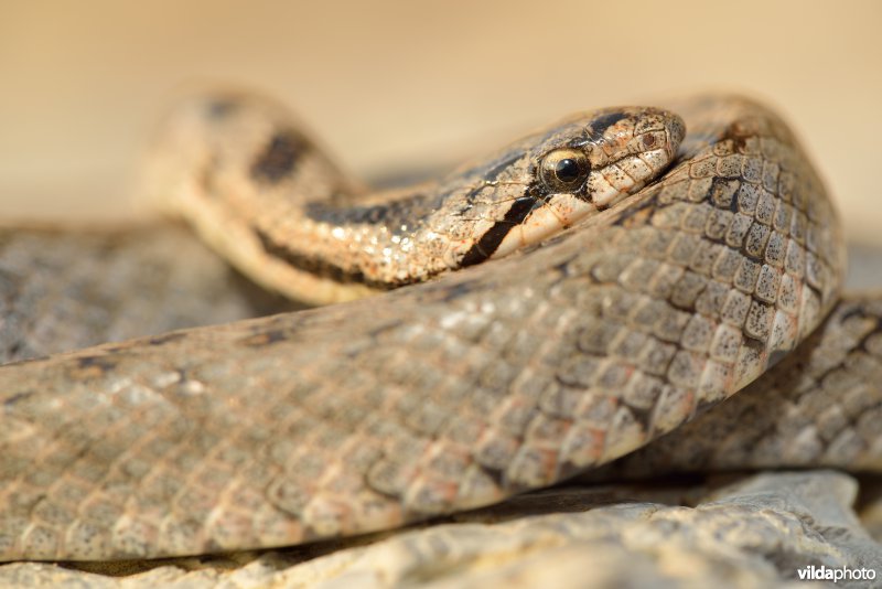 Girondische gladde slang