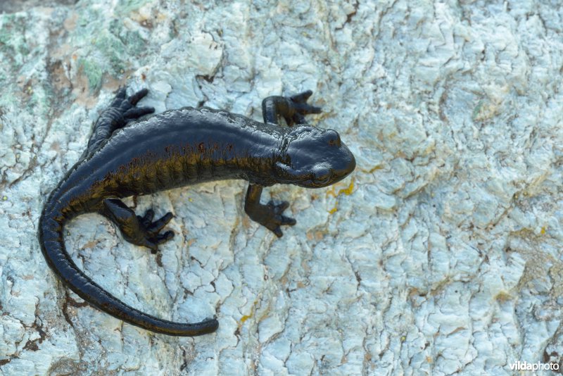 Lanza's alpenlandsalamander