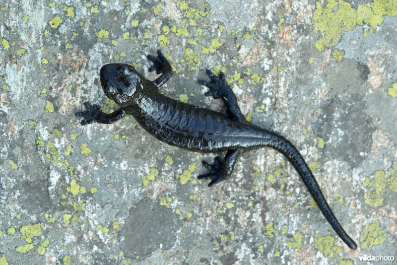 Lanza's alpenlandsalamander