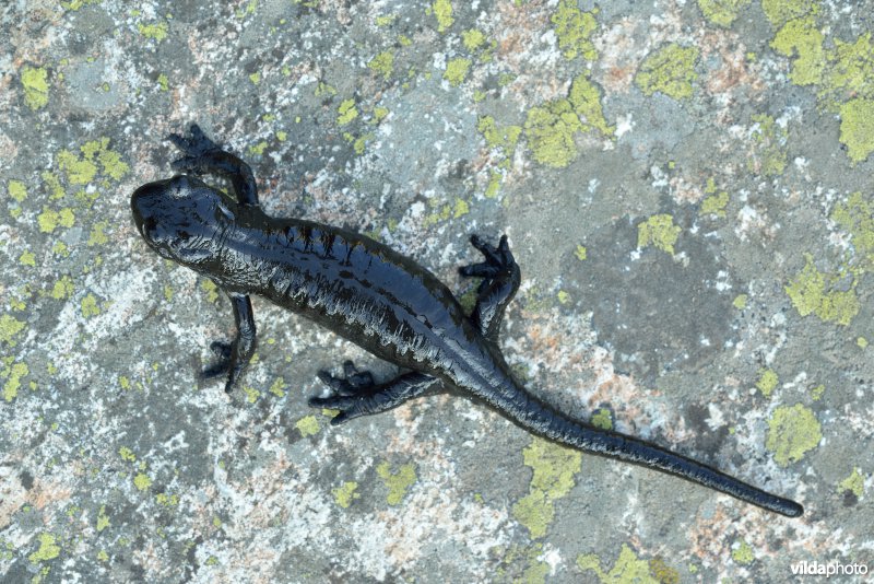 Lanza's alpenlandsalamander
