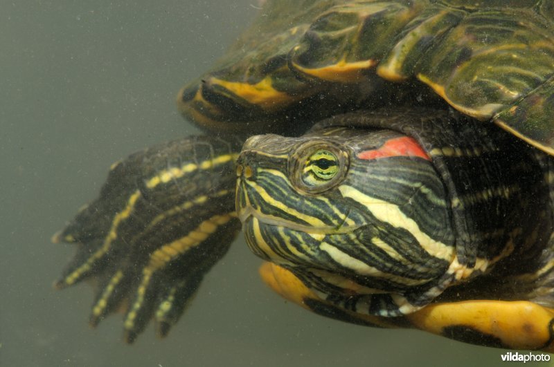 Zwemmende roodwangschildpad van dichtbij