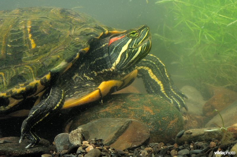 Roodwangschildpad loopt over de bodem