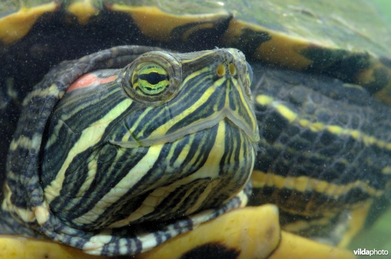 Roodwangschildpadportret