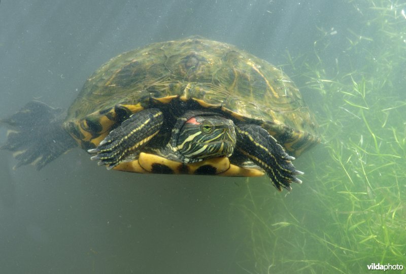 Zwemmende roodwangschildpad