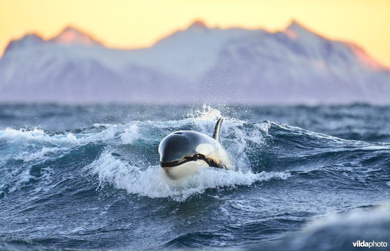 Orka