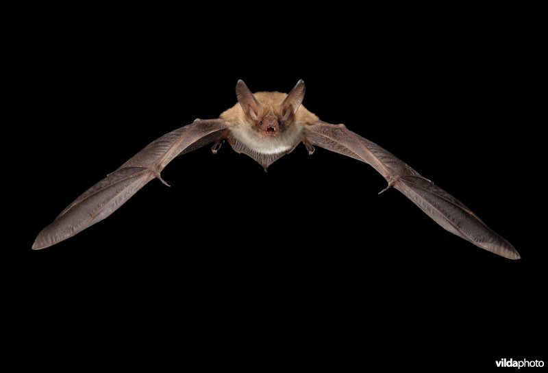 Vliegende Bechsteins vleermuis