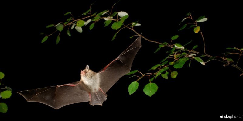 Vliegende franjestaart in de kruinen